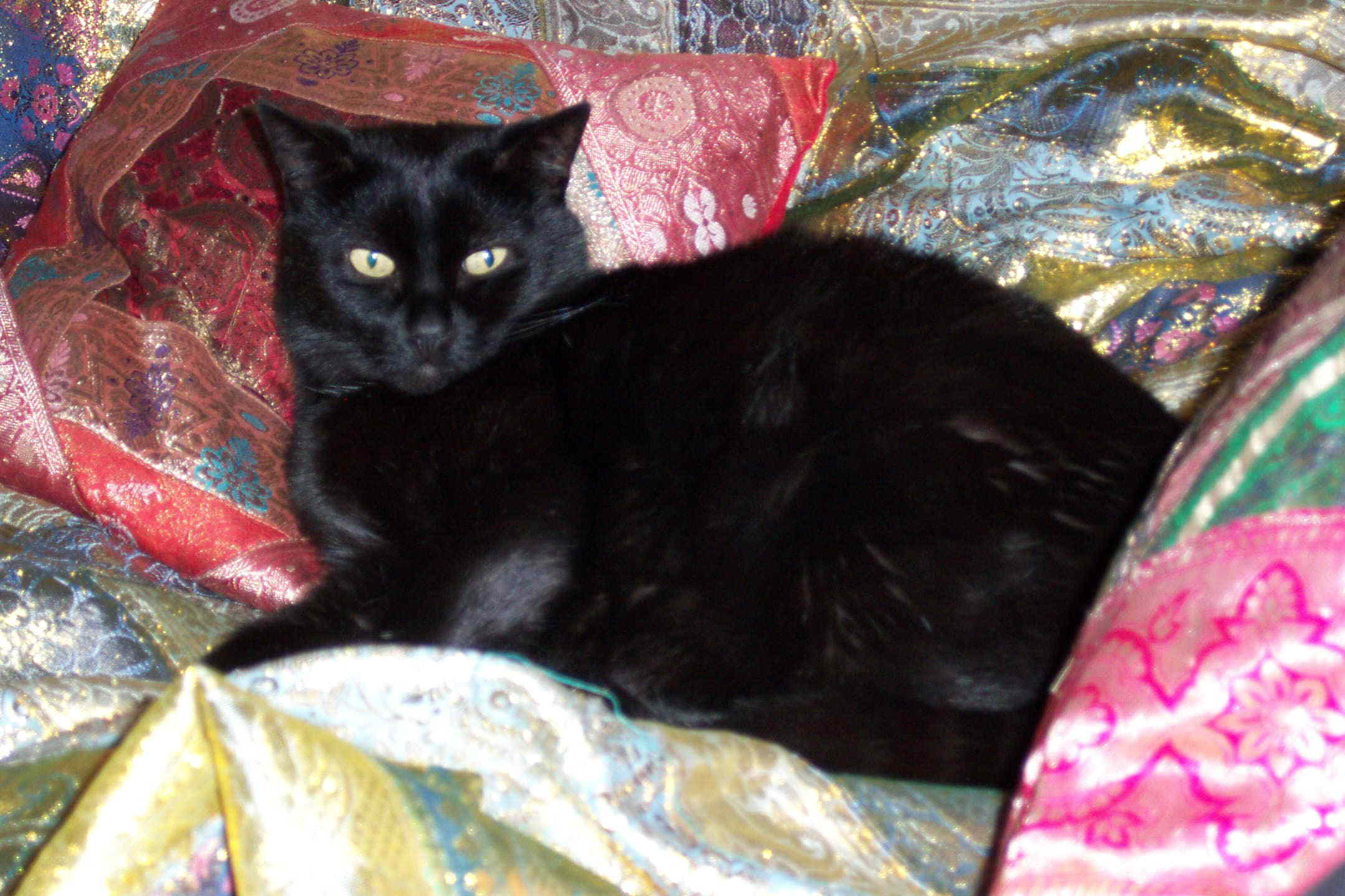 Diwan-Kater