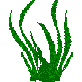 seaweed2