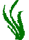 seegras